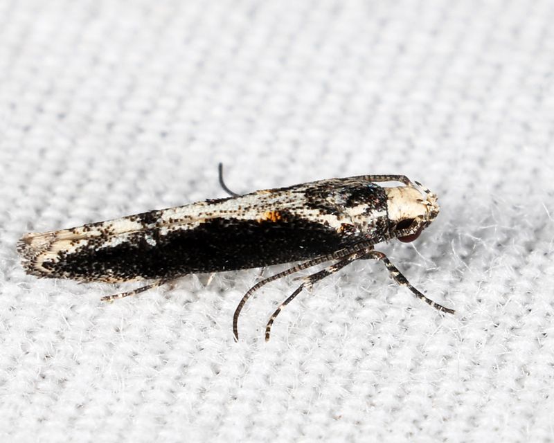 1809  Coleotechnites Flower Moth  Coleotechnites florae 
