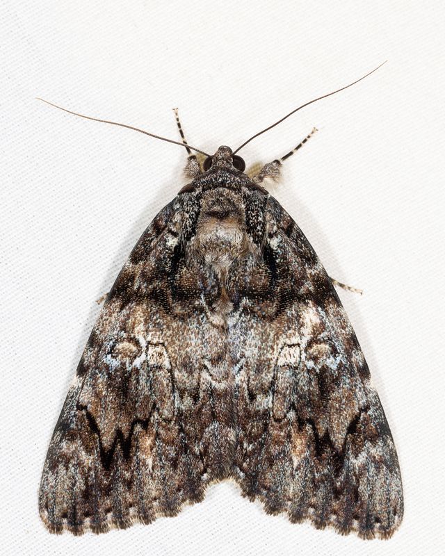 8801 - Ilia Underwing - Catocala ilia