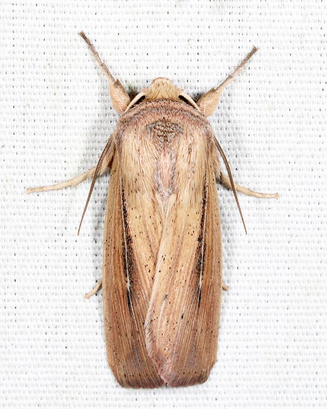 10445 -  Lindas Wainscot - Leucania linda