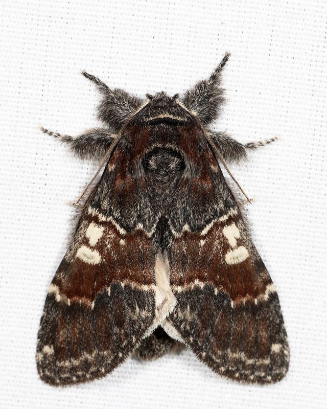 7921 - Chocolate Prominent - Peridea ferruginea