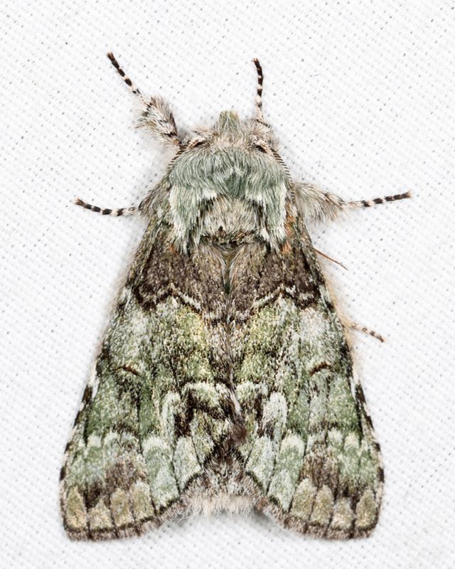 7975 - Mottled Prominent - Macrurocampa marthesia