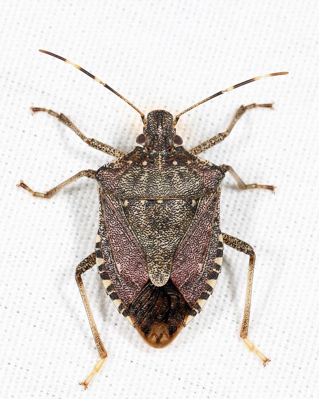 Brown Marmorated Stink Bug - Halyomorpha halys