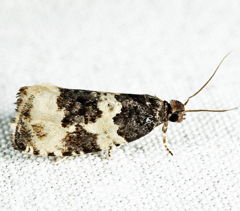 2848 - Divided Olethreutes - Olethreutes bipartitana