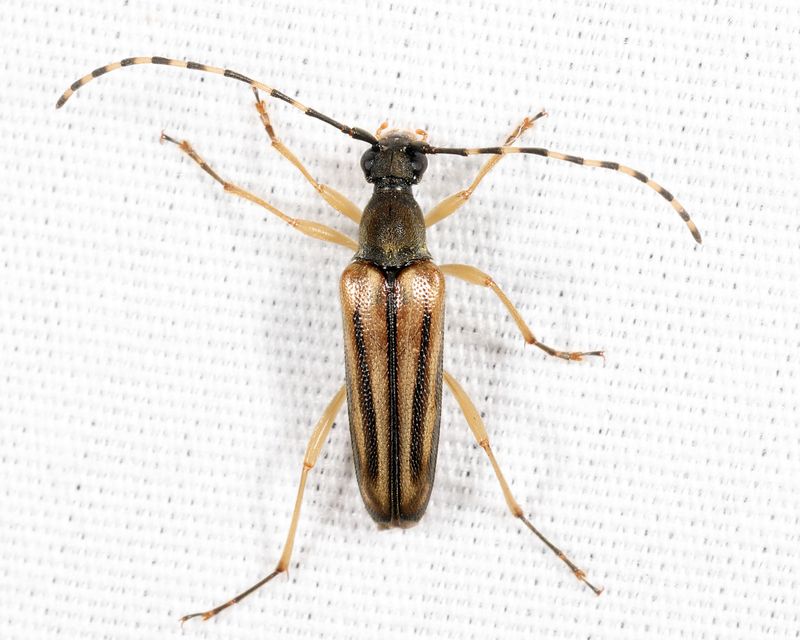 Analeptura lineola