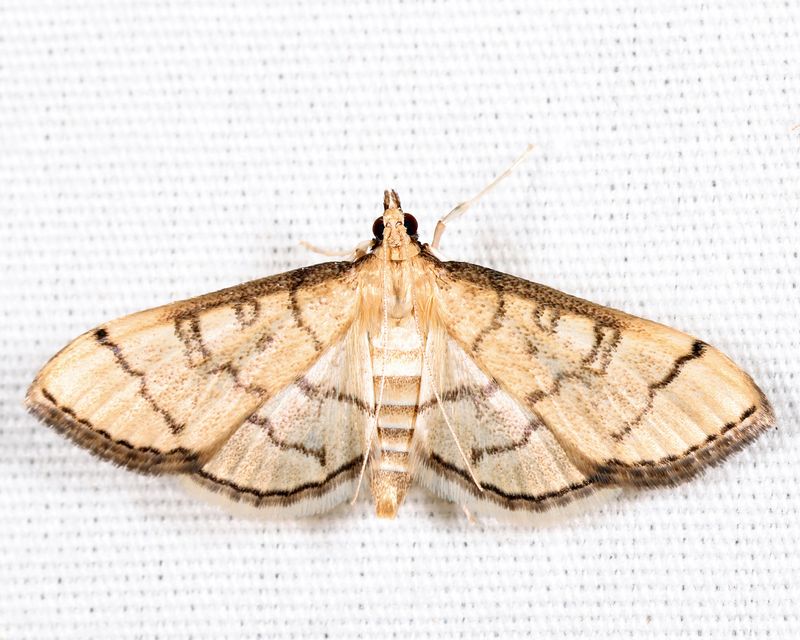 5182  Hollow-spotted Blepharomastix  Blepharomastix ranalis