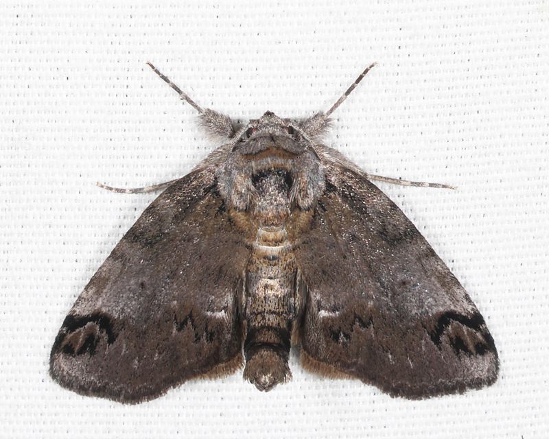 8971 - Sleeping Baileya - Baileya dormitans