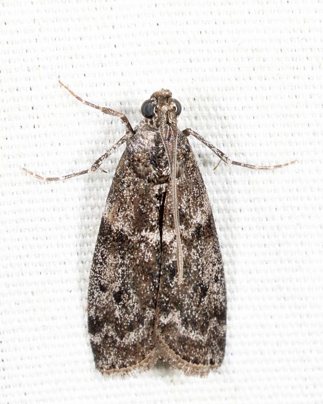 5829 - Speckled Black Pyla - Pyla fusca