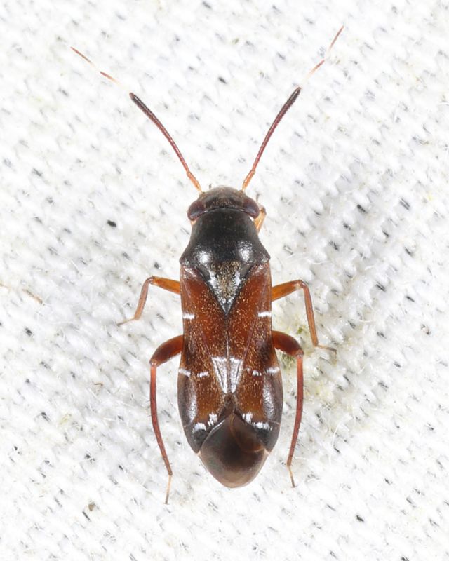 Pilophorus laetus