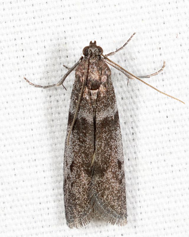 5718 - Myelopsis subtetricella