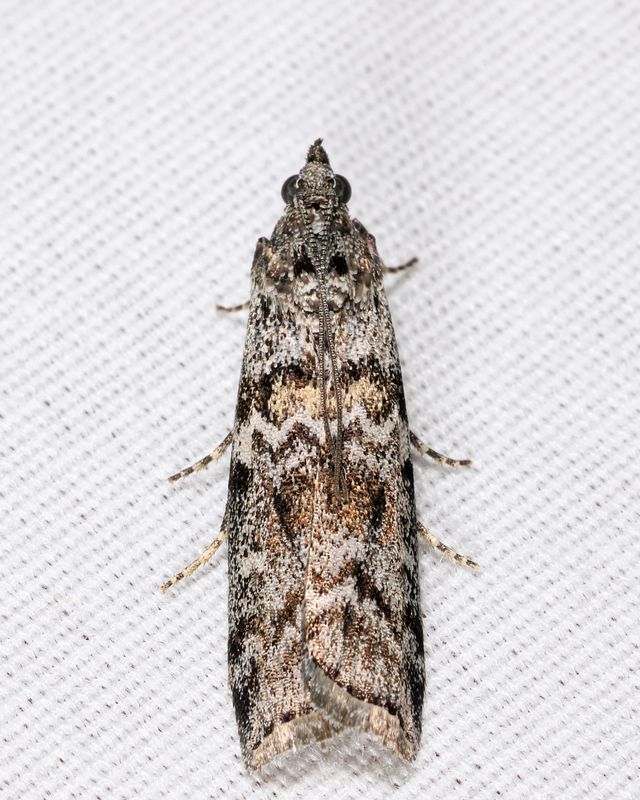 5843 - Spruce Coneworm - Dioryctria reniculelloides