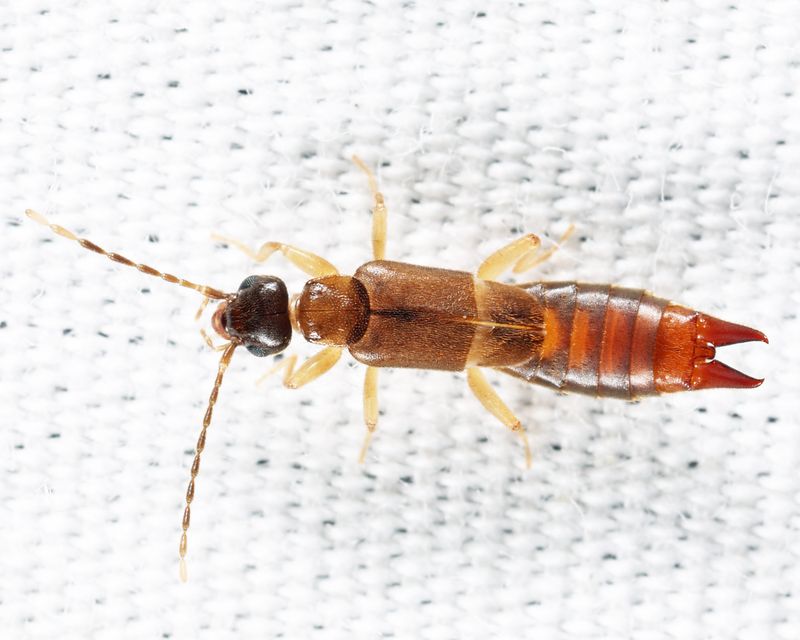 Lesser Earwig - Labia minor