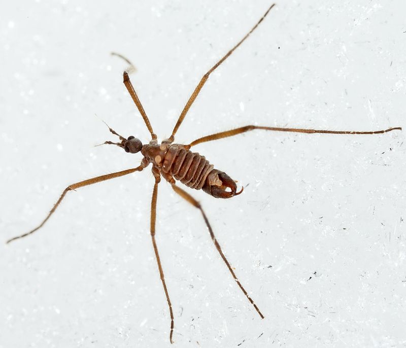 Snow Fly - Chionea valga