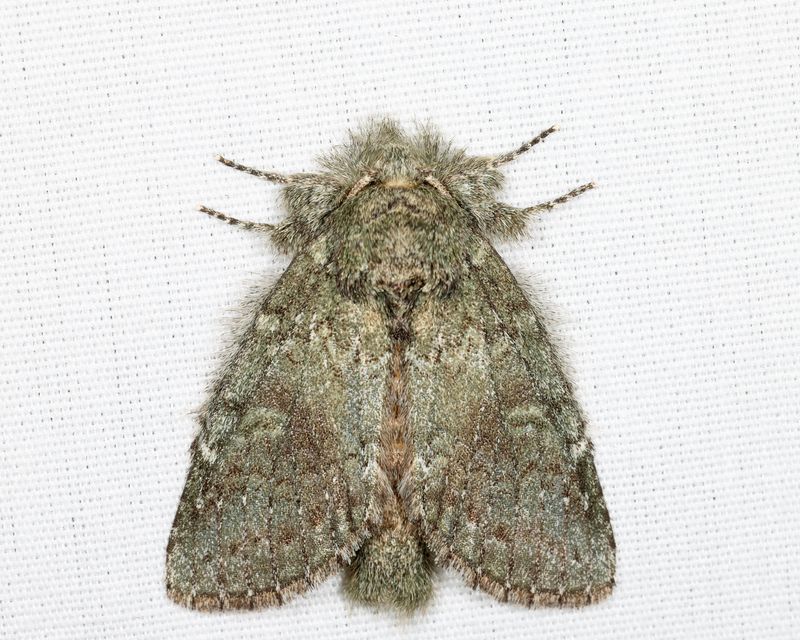 7994 - Saddled Prominent - Heterocampa guttivitta