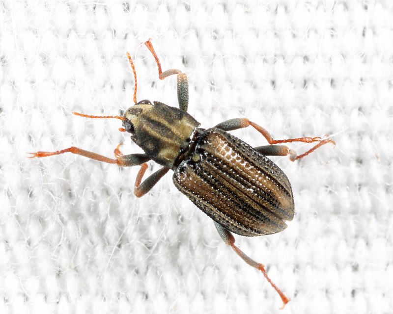 Stenelmis sp.