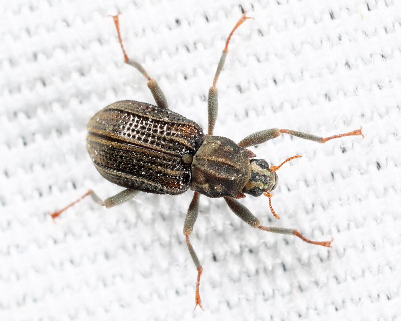 Stenelmis crenata
