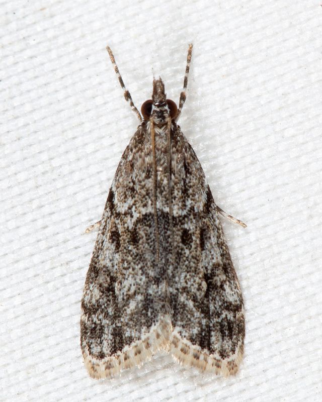 4739 - Eudonia heterosalis