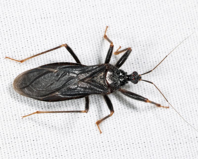 Masked Hunter - Reduvius personatus