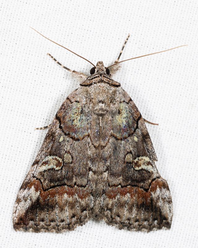 8873 -  Similar Underwing - Catocala similis