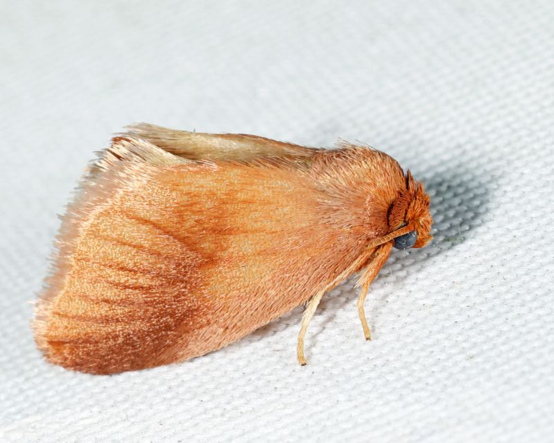4652 - Warm-chevroned Moth - Tortricidia testacea