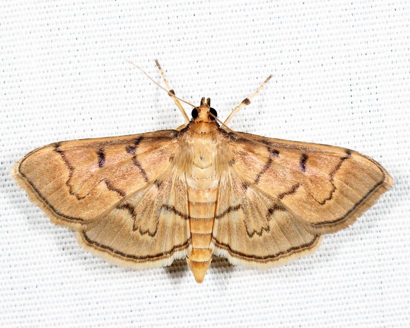 5279 - Herpetogramma theseusalis