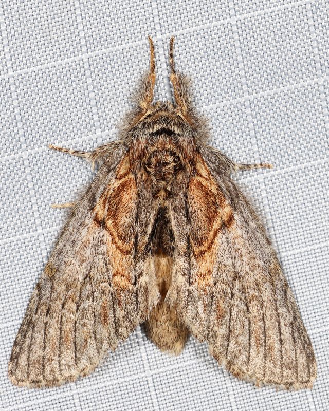 7919 - Oval-Based Prominent - Peridea basitriens