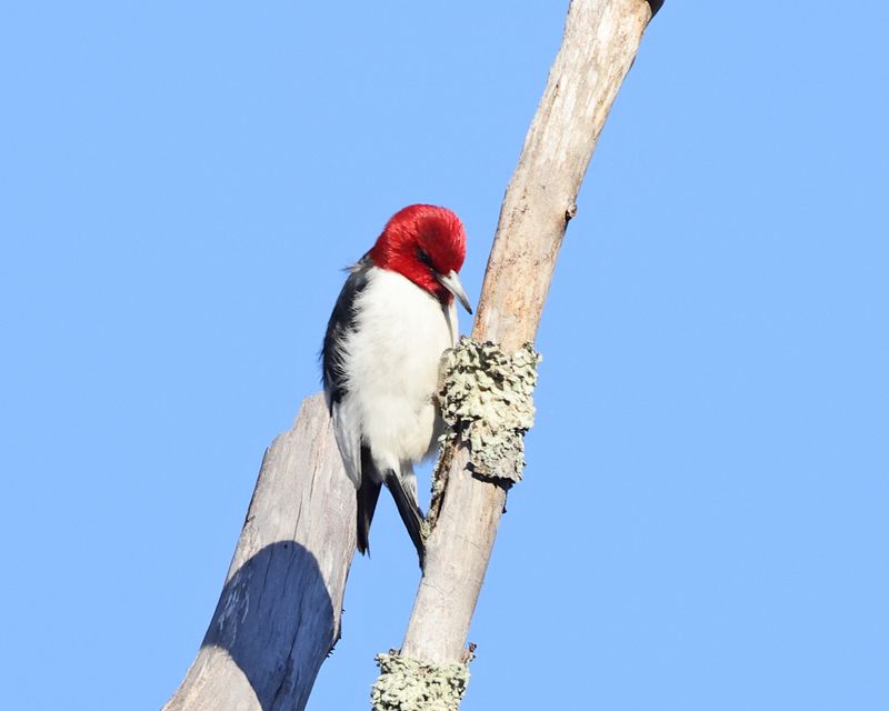 Red-headed Woodpecker - Melanerpes erythrocephalus