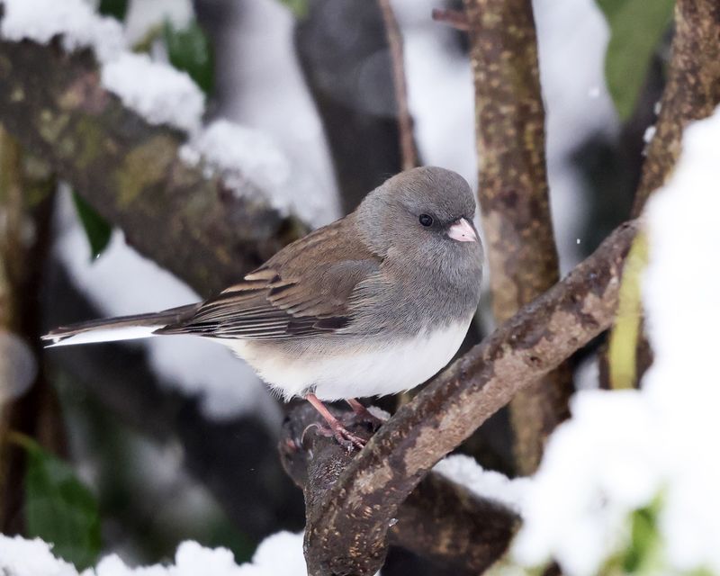 Dark-eyed Junco - Junco hyemalis