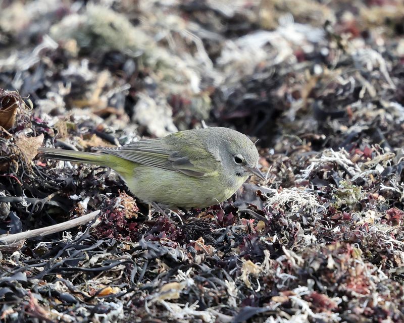 Orange-crowned Warbler - Oreothlypis celata