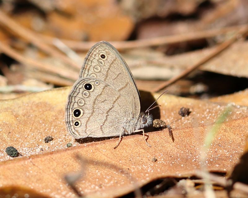 Carolina Satyr - Hermeuptychia sosybius