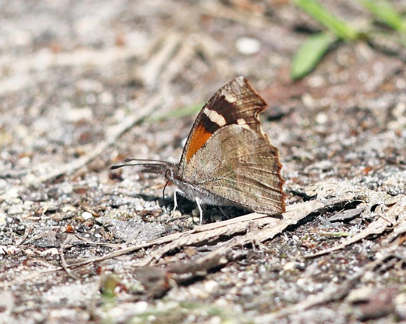 American Snout - Libytheana carinenta