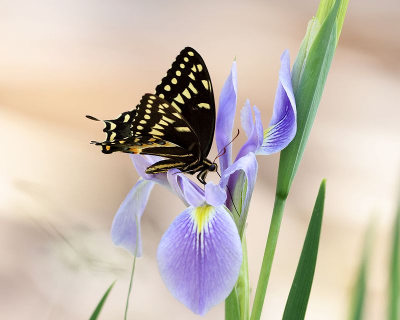 Palamedes Swallowtail - Papilio palamedes