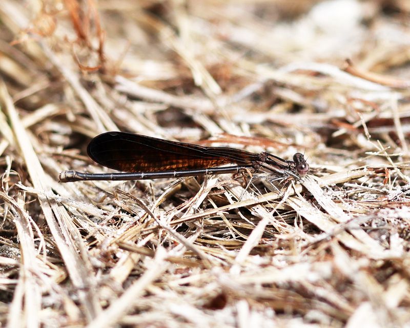 Variable Dancer - Argia fumipennis