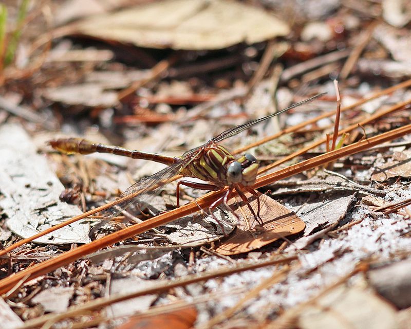 Cypress Clubtail - Phanogomphus minutus