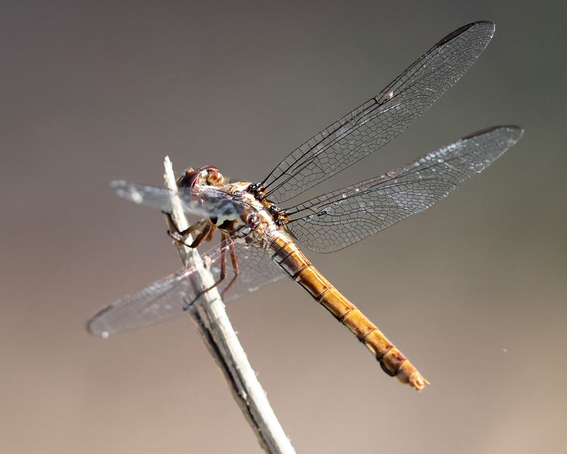 Roseate Skimmer - Orthemis ferruginea