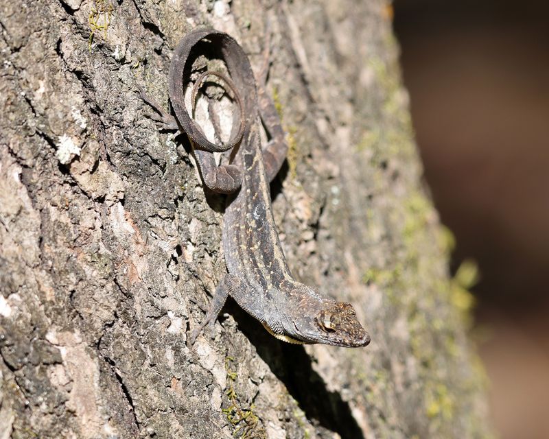 Brown Anole - Anolis sagrei