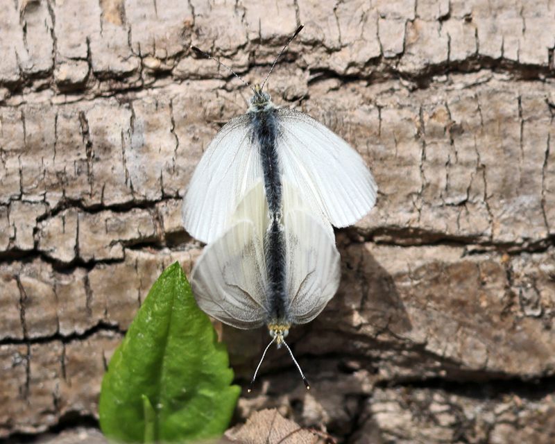 West Virginia White - Pieris virginiensis