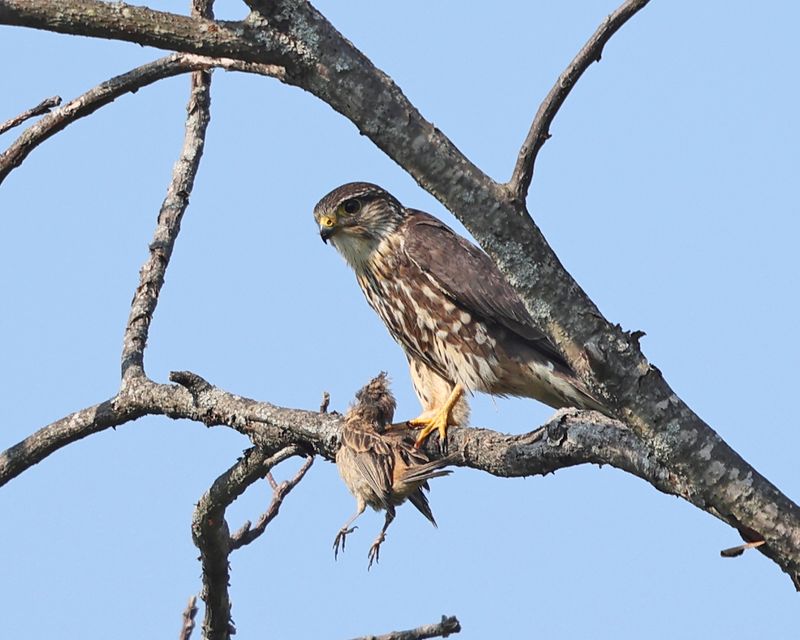 Merlin - Falco columbarius