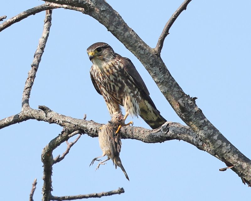 Merlin - Falco columbarius