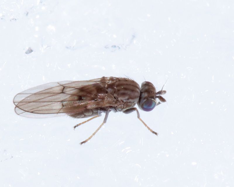 Philygria debilis
