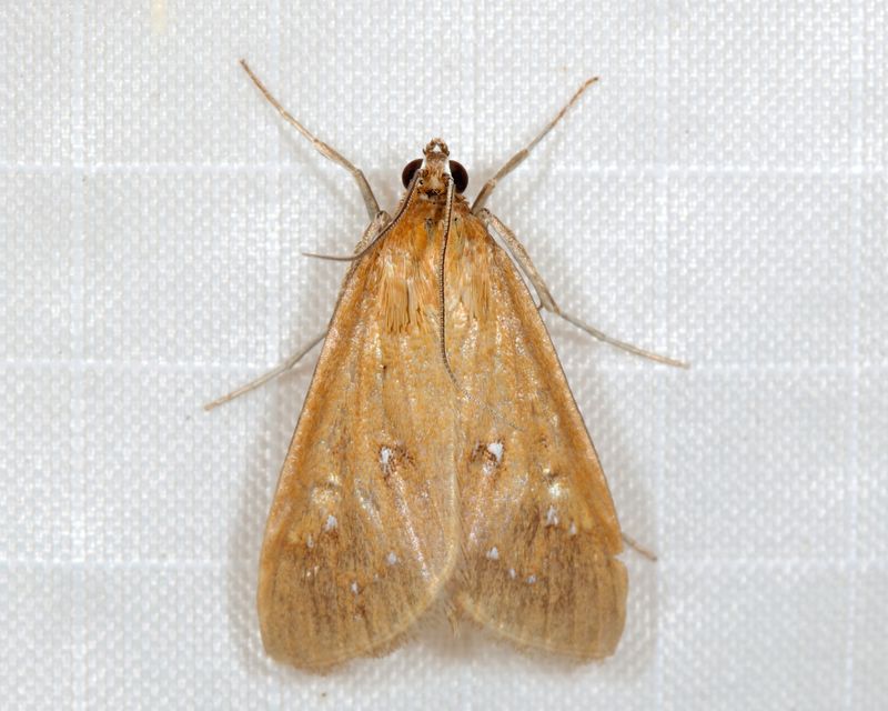 5255 - White-spotted Brown - Diastictis ventralis