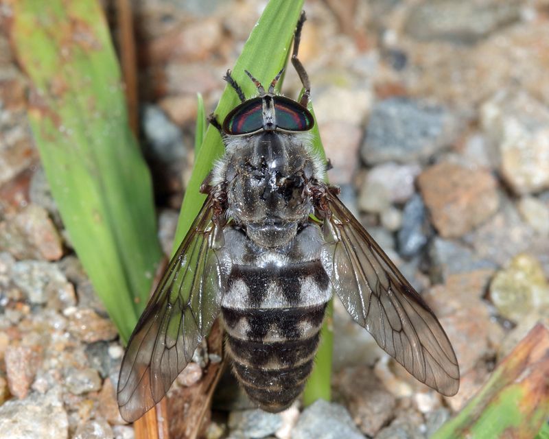Hybomitra pechumani