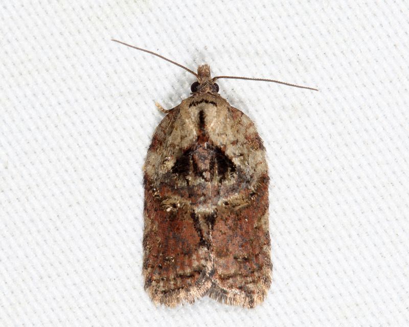 3551 - Inane Acleris - Acleris inana