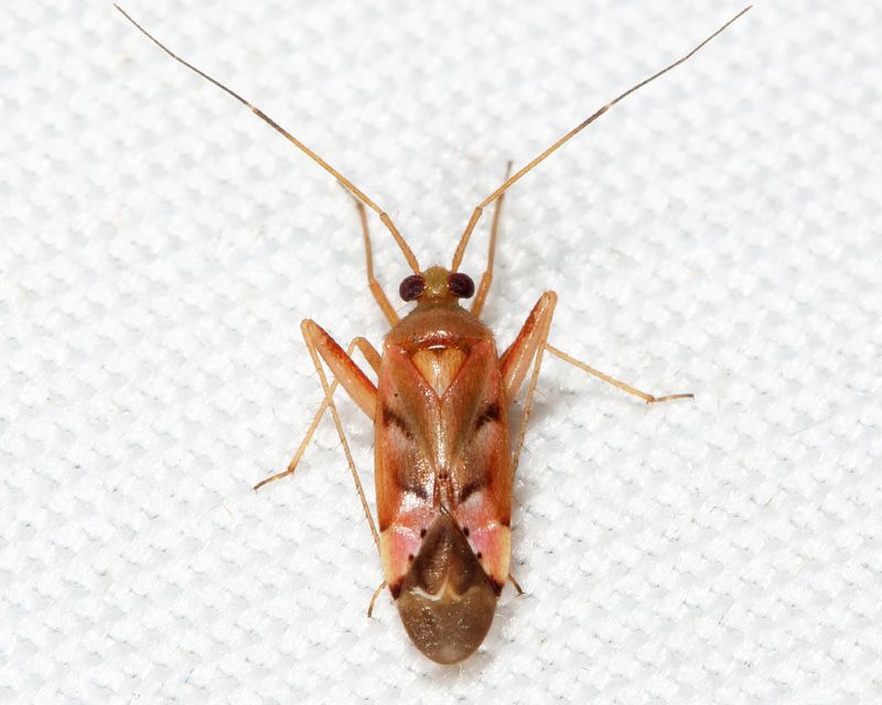 Phytocoris junipericola