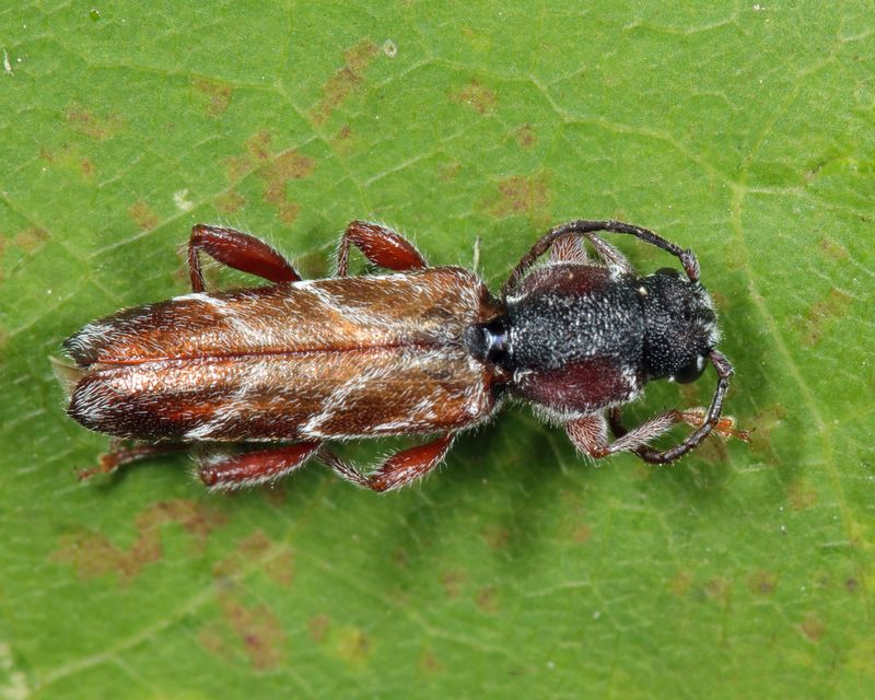 Xylotrechus aceris