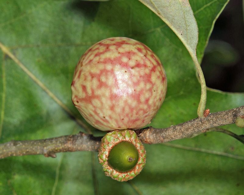 Acorn Plum Gall Wasp - Amphibolips quercusjuglans