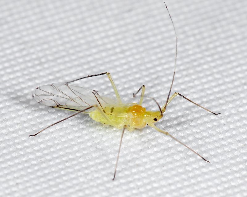 Euceraphis sp.