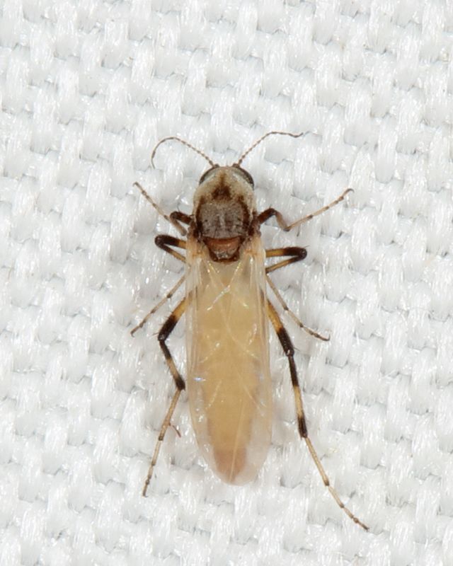 Bezzia nobilis