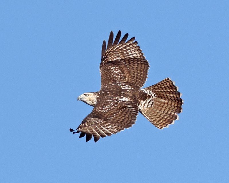 Red-tailed Hawk - Buteo jamaicensis