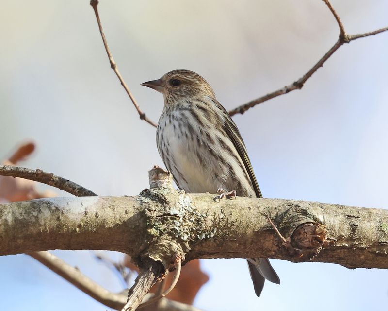 Pine Siskin - Spinus pinus