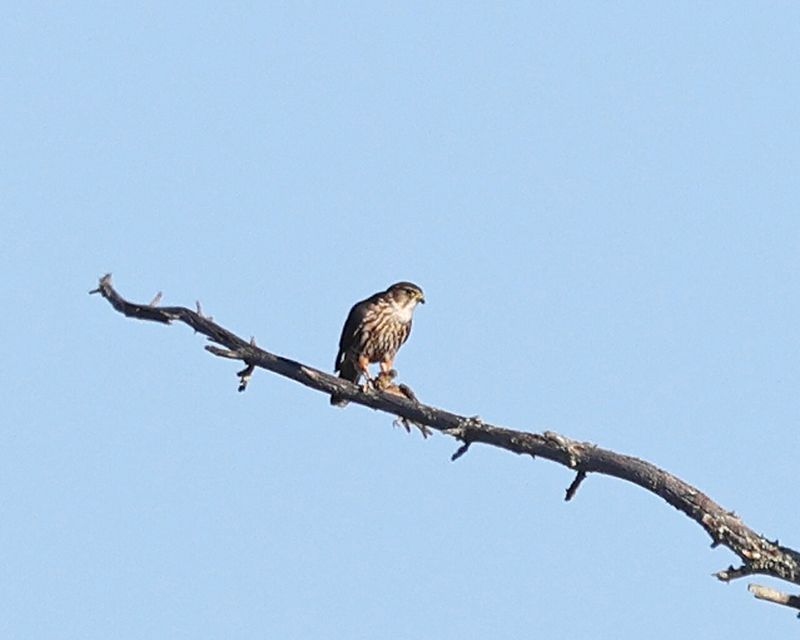 Merlin - Falco columbarius